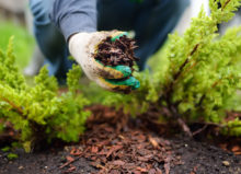 Gloved hand picking up mulch between lettuce plants