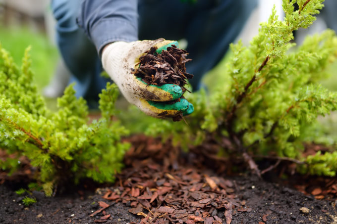 Gloved hand picking up mulch between lettuce plants