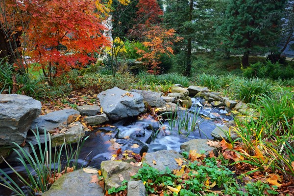 Stream water feature surrounded by Fall leaves and trees