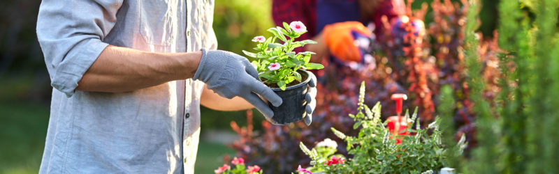 Gardener planting plants in the summertime