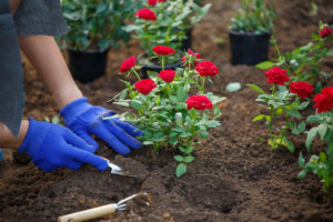 planting red roses in garden