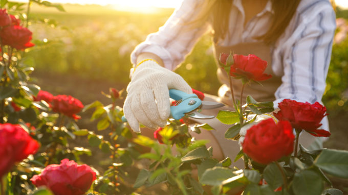Woman pruning rose bush outdoors