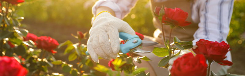 Woman pruning rose bush outdoors