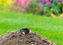 A lawn mole on the surface of a garden