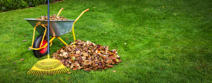 raking fallen leaves from backyard lawn