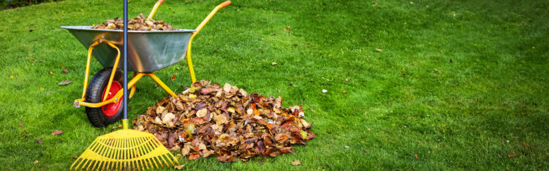 raking fallen leaves from backyard lawn