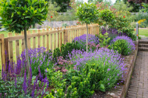 Purple Lavender and salvia among other plants in an attractive border in a garden framed by a picket fence
