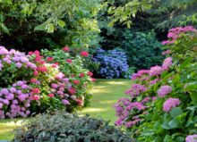 Beautiful garden with hydrangeas