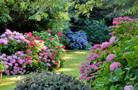 Beautiful garden with hydrangeas